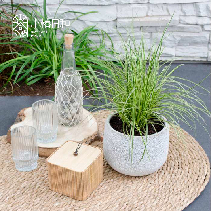 小椿日和 花园矮生苔草Variegata  新款花卉庭院盆栽耐热耐寒植物