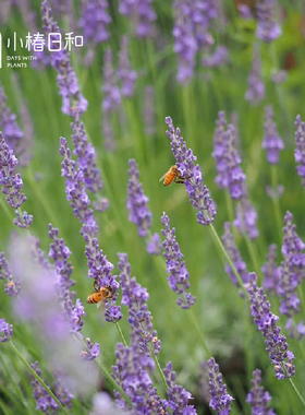 小椿日和 新品格罗索Grosso银叶紫色薰衣草耐寒耐热花期长花园