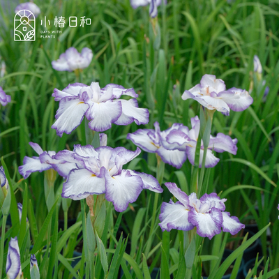 小椿日和 进口日本花菖蒲鸢尾耐湿地植物盆栽高级花卉花园庭院