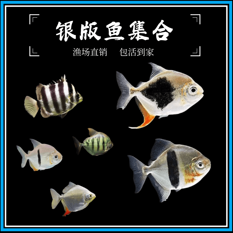 粗线银板鱼黑桃a银板细线银板虎纹银板活体龙鱼配鱼豹点银板鱼