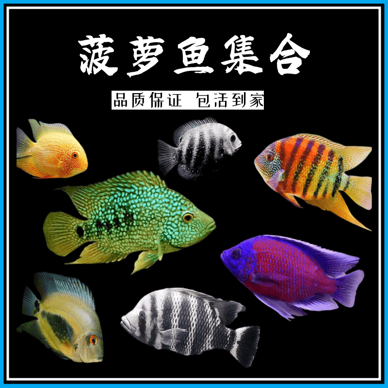 喷点菠萝钻石菠萝帝王虎斑绿巨人黑云大吉大利德州豹活体观赏鱼
