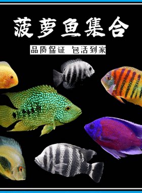 喷点菠萝钻石菠萝帝王虎斑绿巨人