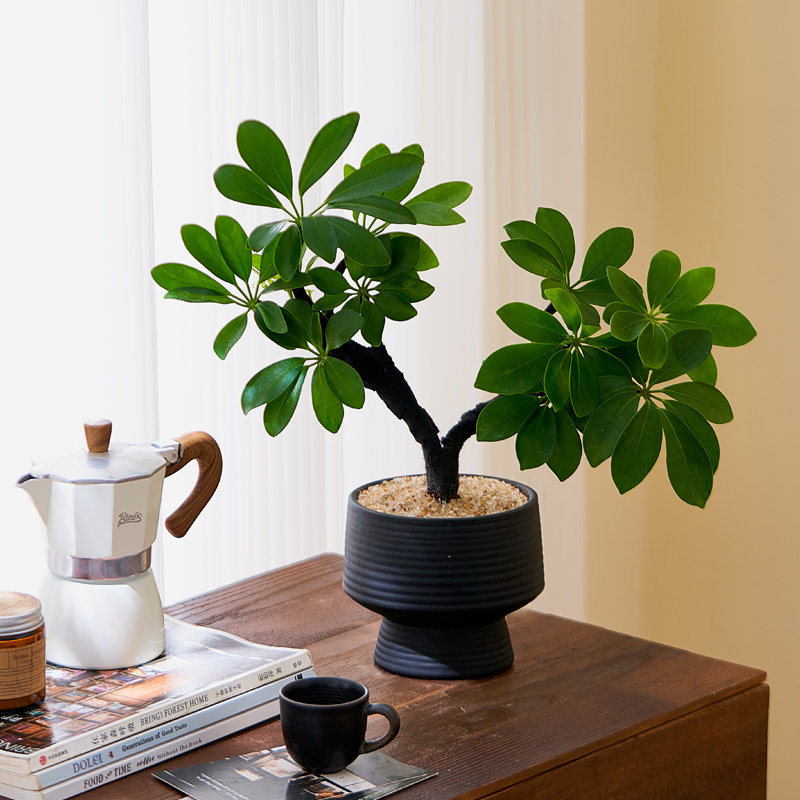 鸭脚木盆栽八方来财造型双株室内招财绿植净化空气办公室桌面植物