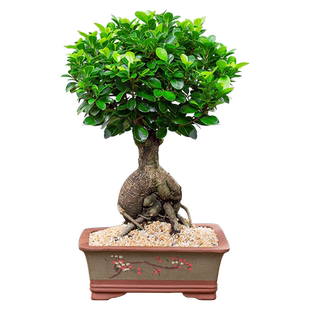 榕树盆景室内阳台造型老桩摇钱树小叶人参榕盆栽净化空气好养绿植