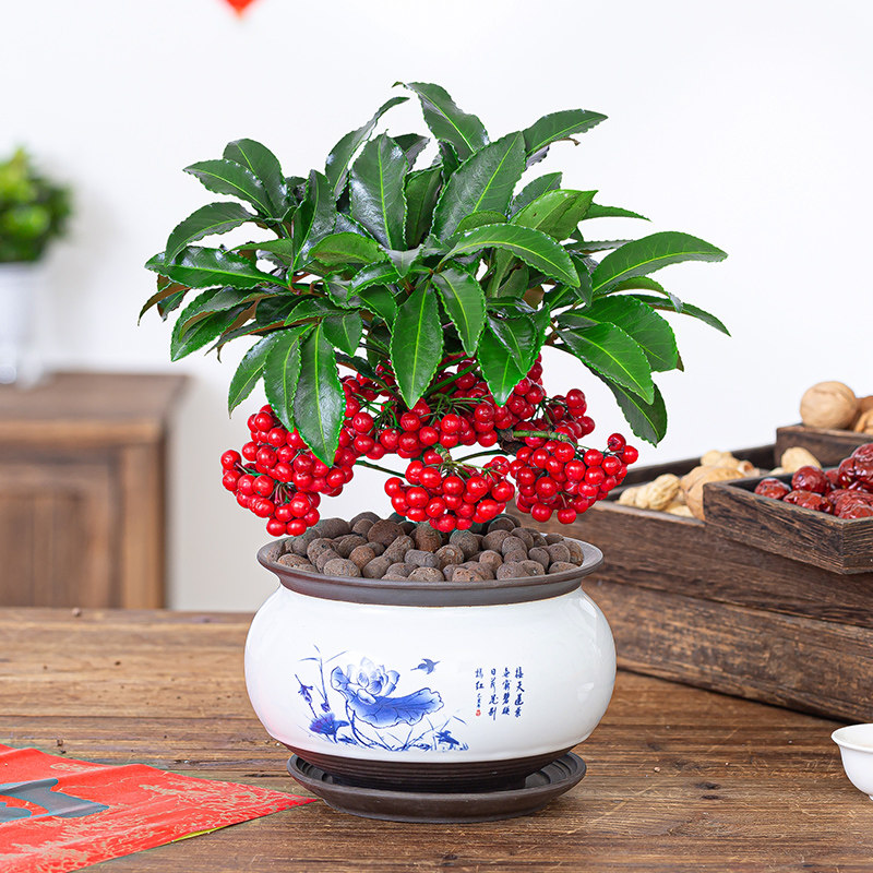 富贵籽盆栽黄金万两植物金玉满堂办公室内好养招财绿植花卉