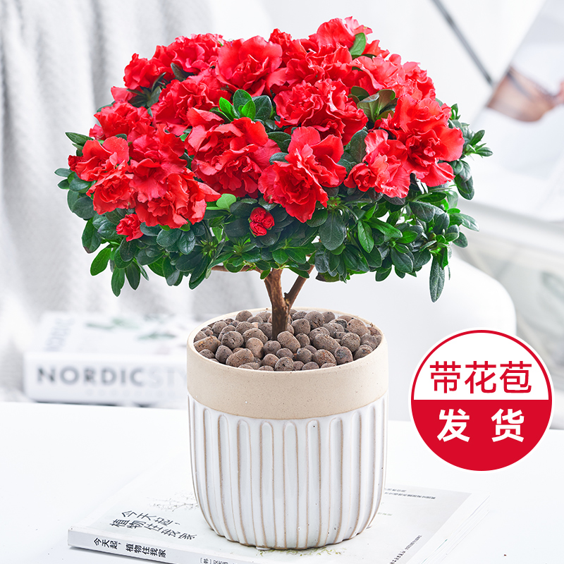 杜鹃花盆栽四季开花客厅