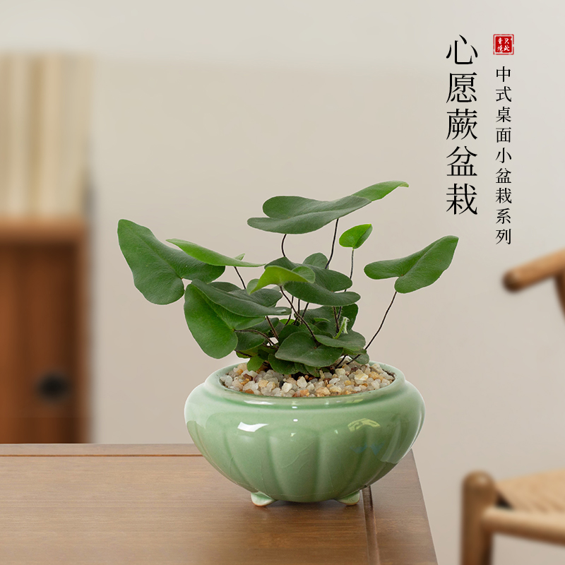 心愿蕨桌面净化空气小盆栽