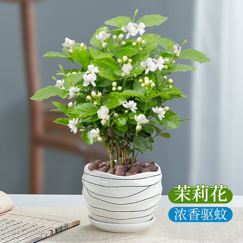 茉莉花盆栽花卉植物室内窗台阳台庭院花苗好养易活开花草绿植