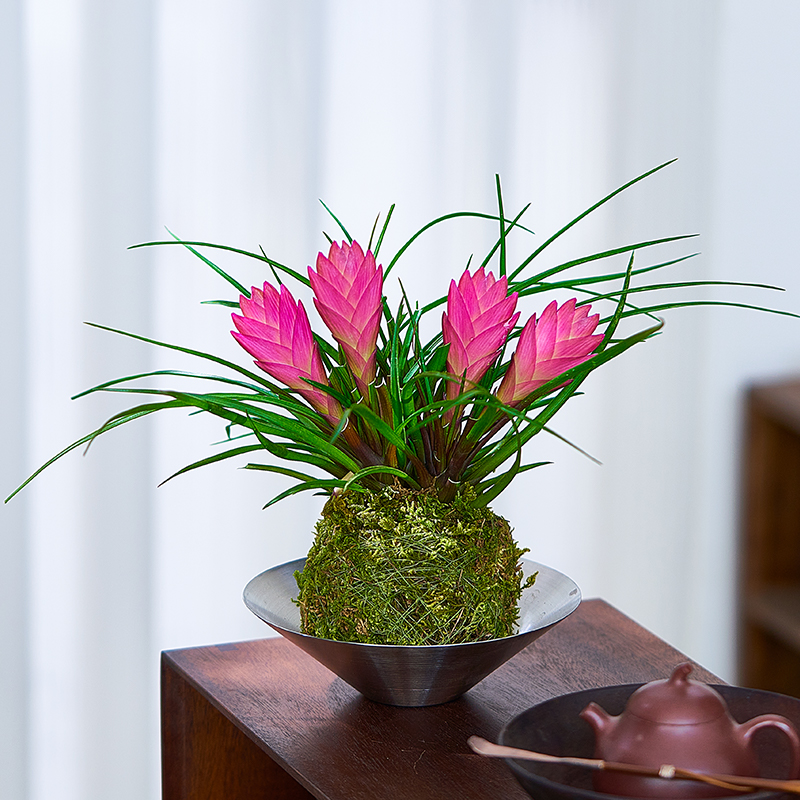 铁兰花盆栽苔藓球水培植物带花发货紫色凤梨花卉办公室桌面绿植