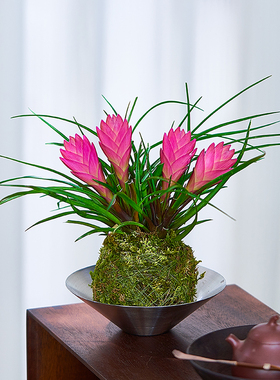 铁兰花盆栽苔藓球水培植物带花发货紫色凤梨花卉办公室桌面绿植