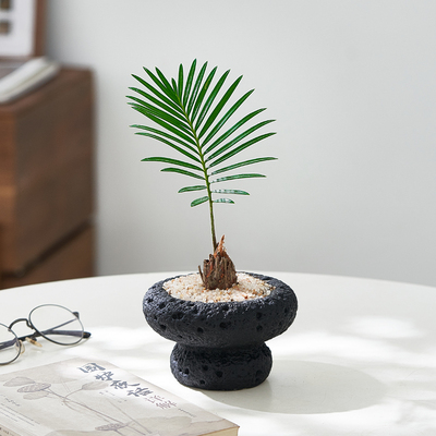 铁树盆栽室内植物桌面趣味解压植物苏铁绿植长青好养活小盆景