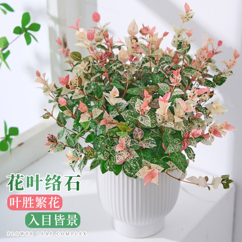 花叶络石盆栽室内外阳台四季常绿好养观叶垂吊兰绿植彩叶爬藤花卉