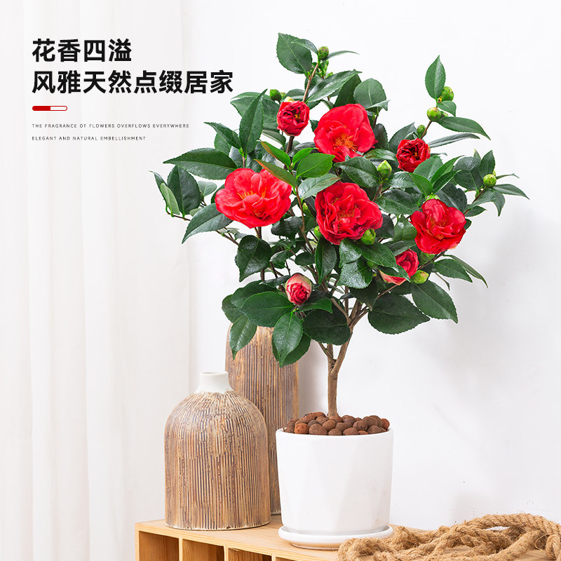 茶花盆栽树苗阳台客厅四季常青好养绿植大颗老桩造型花卉