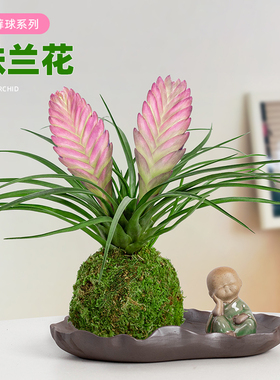 铁兰花盆栽带花剑发货紫色花卉室内客厅办公桌面开花好养绿植