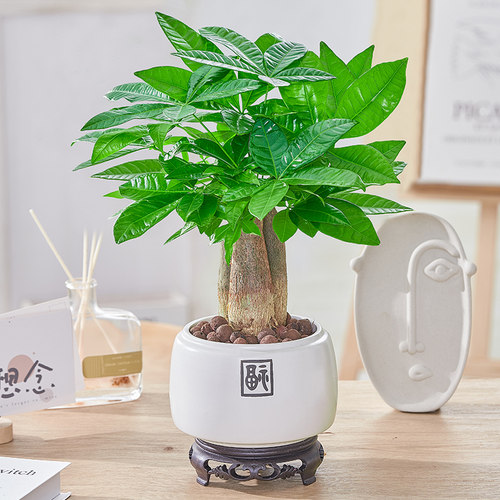 发财树盆栽老桩绿植常青植物室内客厅办公桌净化空气