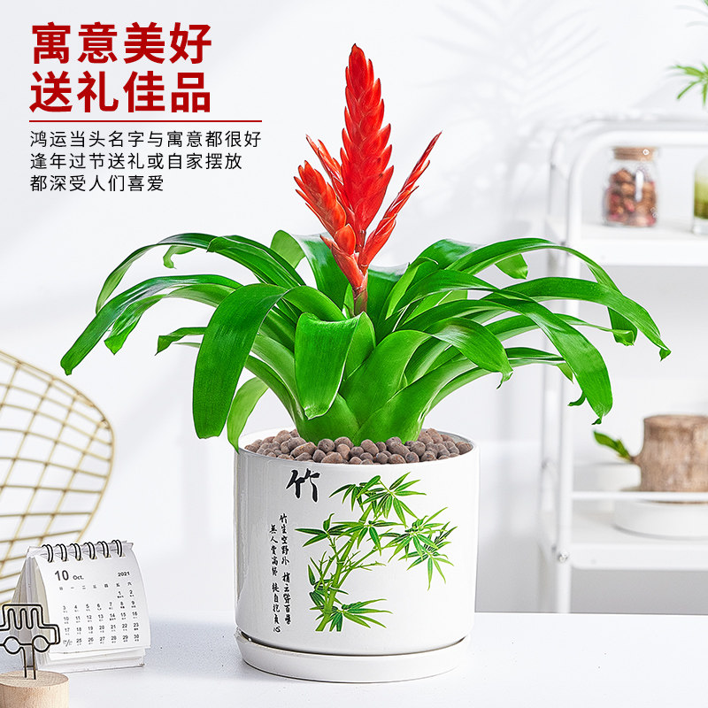 鸿运当头招财手盆栽办公室内花卉客厅开花植物四季好养净化空气