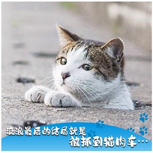 【慈善募捐】公益爱心捐赠流浪猫狗的一顿饭 救助流浪动物