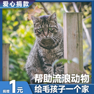 【慈善募捐】日行一善 救助流浪动物 让它们的流浪和境遇得以改善