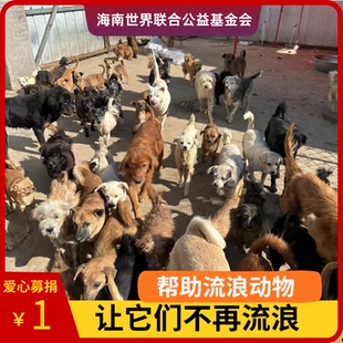 【慈善募捐】公益爱心捐赠救助流浪动物阿里巴巴公益