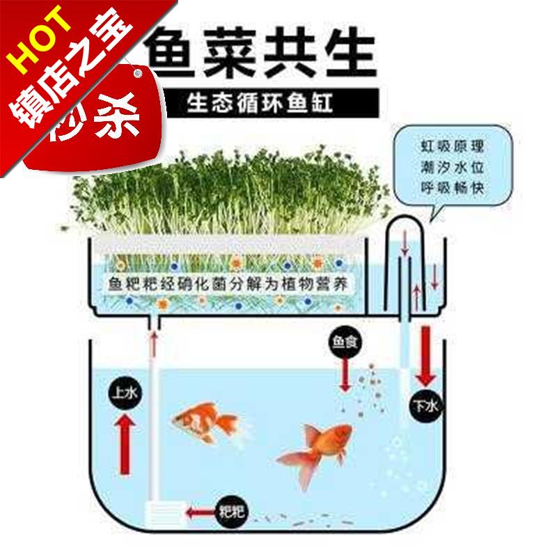 村村有好戏丨鱼菜共生潍坊诸城打造生态循环种养新模式