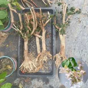 高杆老桩三角梅爬藤植物花卉盆栽绿植漳红樱云南紫小叶紫