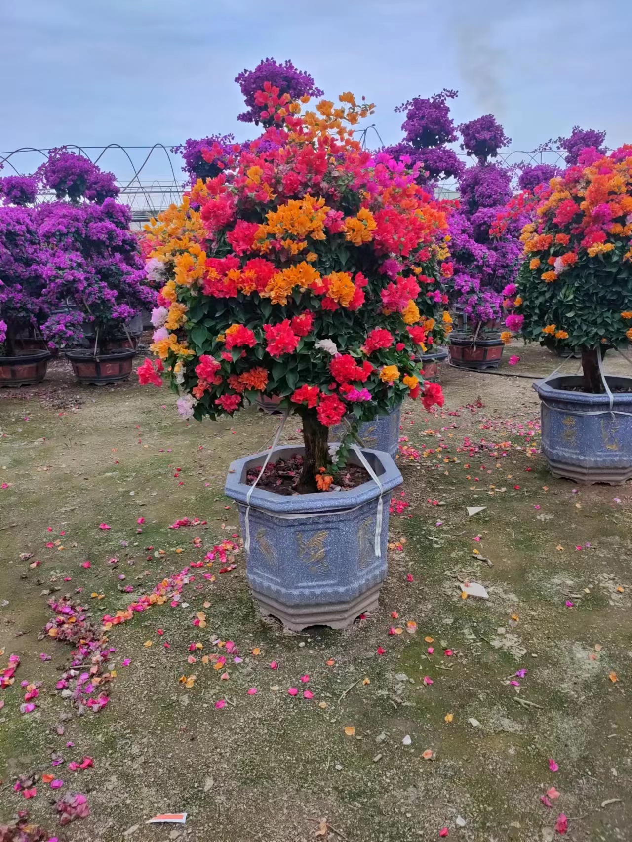 三角梅爬藤植物庭院阳台四季开花