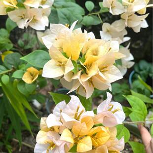 苏瓦娜 四季开花爬藤植物花卉盆栽 包对版网红品种苗
