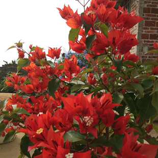 卡亚塔 苏瓦娜佩德罗三角梅小苗四季开花爬藤植物花卉盆栽带盆