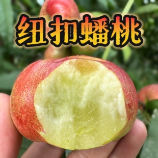 蟠桃新鲜水果当季整箱红蟠桃黄金蟠桃现摘现发陕西纽扣蟠脆甜应季