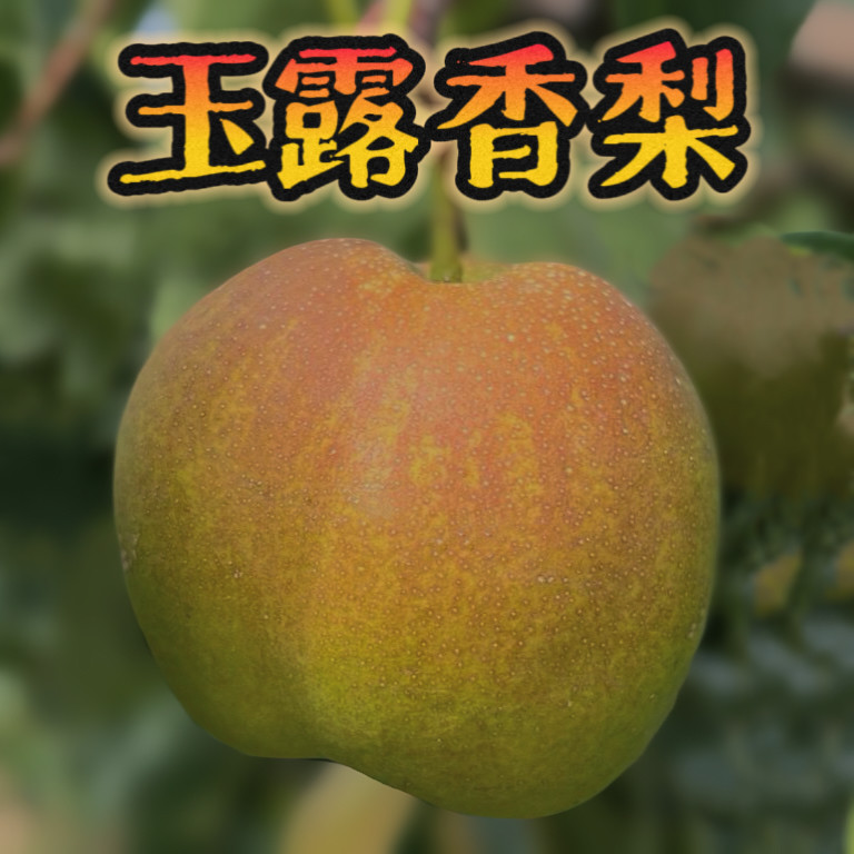 玉露香梨新鲜水果陕西特产翡翠梨酥脆香甜多汁当应季时令整箱包邮