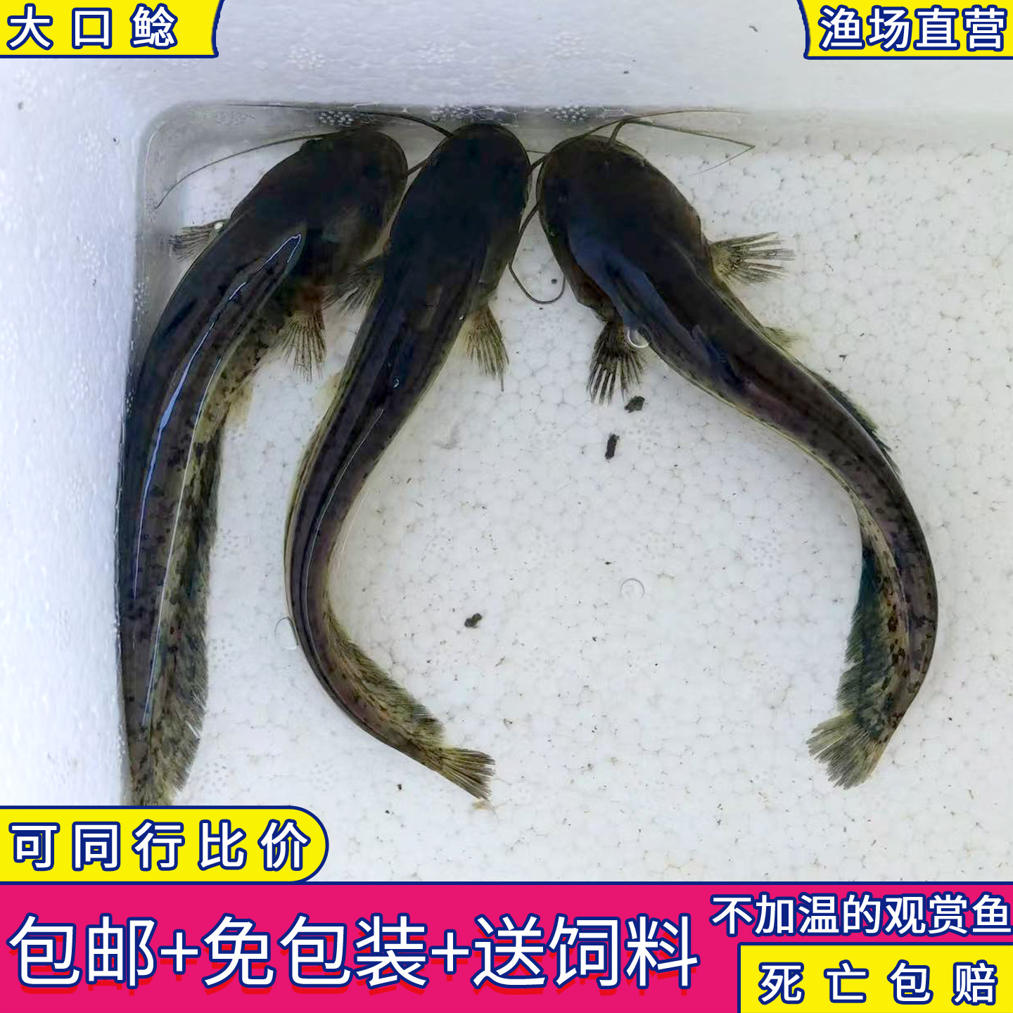 南方大口鲶鱼石鲶溪鲶鱼苗热带原鱼
