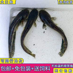南方大口鲶鱼石鲶溪鲶鱼苗热带原生鱼冷水观赏金鱼活体凶猛食肉鱼