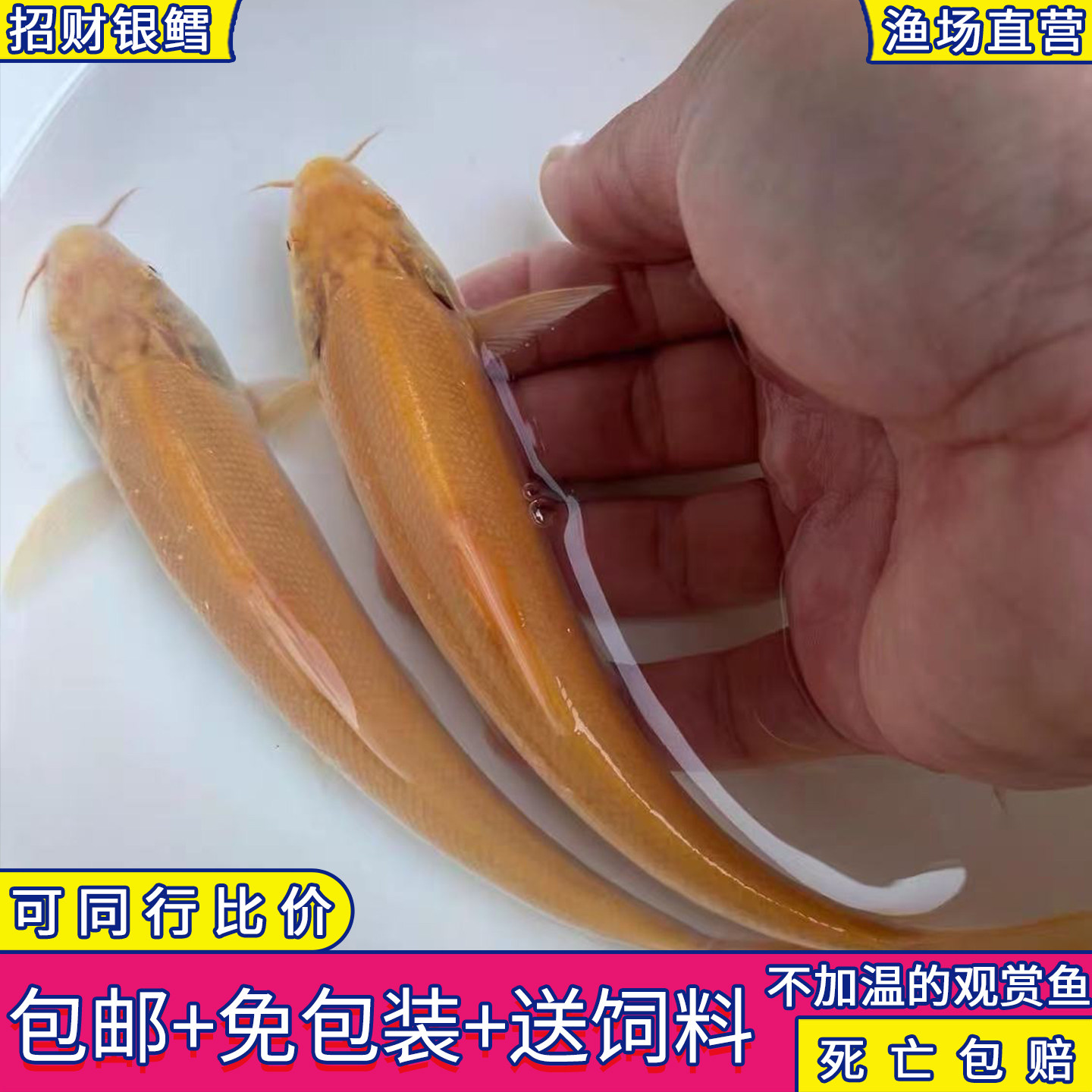 招财龙红眼黄化银鳕鱼大鳞鲃热带鱼