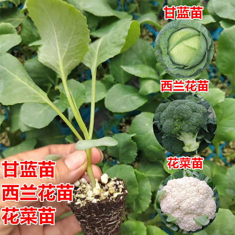 甘蓝苗高产抗病商品性好