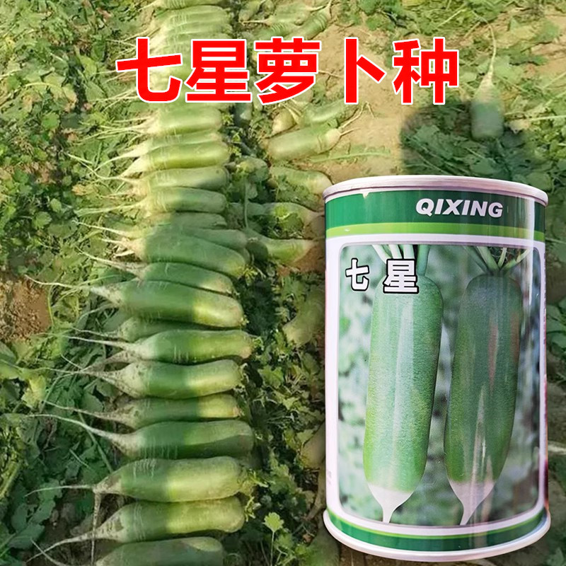 七星水果萝卜高产抗病