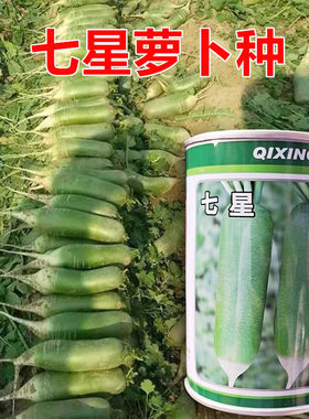 七星水果萝卜高产抗病