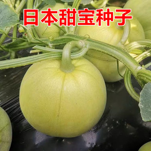 日本甜宝甜瓜种子薄皮香瓜糖度高口感好早熟高产耐热抗病 包邮
