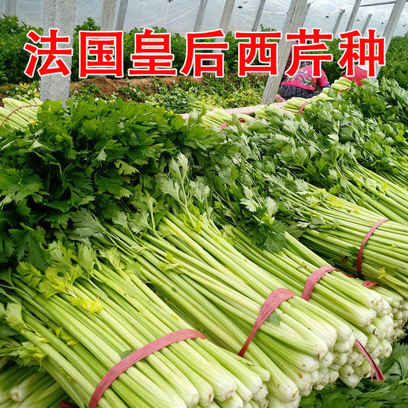 法国皇后西芹实心无筋高产抗病口感好皇后西芹籽耐热蔬菜