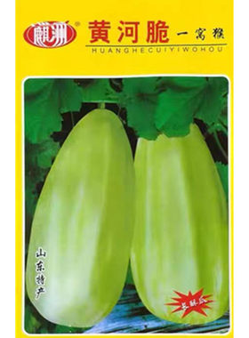 黄河脆一窝猴脆瓜种子品质特佳