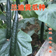 密耐寒好产量高 黄瓜种子 强雌性瓜码 高产水黄瓜种籽 兰迪 青瓜种