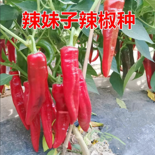 辣妹子辣椒种耐低温抗高温
