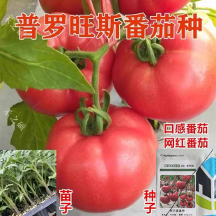 普罗旺斯西红柿种子番茄蔬菜种籽产量高口感好酸甜鲜食可生吃