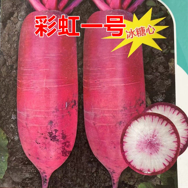彩虹一号冰糖心水果萝卜种子紫红皮红心生吃四季播