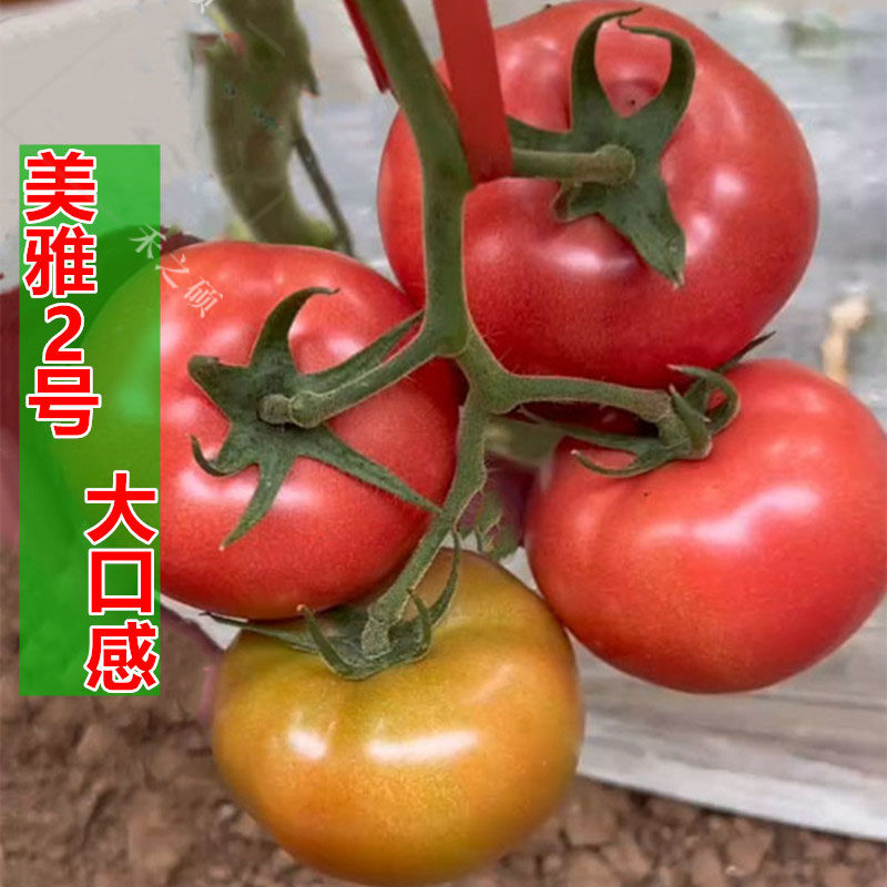 大口感番茄种子口感好抗病好