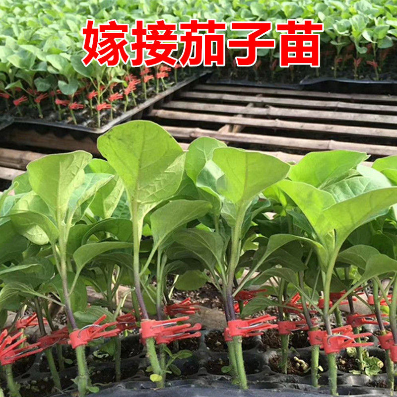 茄子嫁接苗高产高抗病