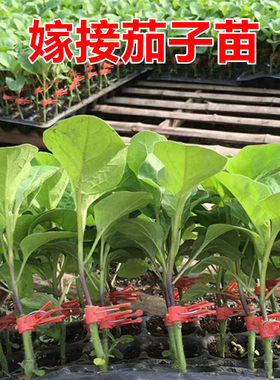 茄子嫁接苗高产高抗病