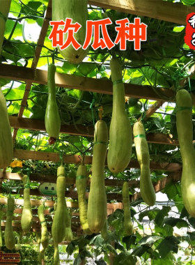 神奇砍瓜种子随吃随砍巨型四季