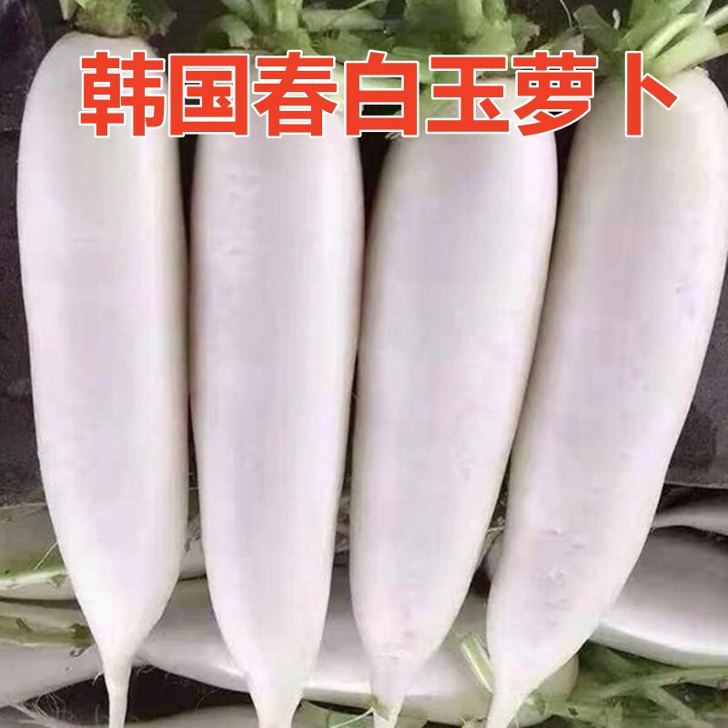 春白玉白萝卜种子高产抗病四季播种抗抽薹蔬菜种籽