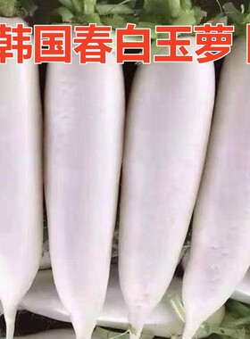 种子春白玉适合密植不易糠心