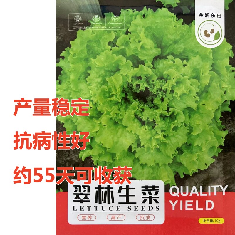 翠林生菜种子品质佳产量高